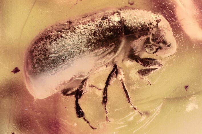 Detailed Fossil Bark Beetle (Scolytinae) in Baltic Amber #352684